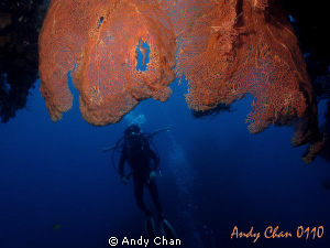 Two in One.
Tulamben Shipwreck - Bali
Canon G9 + Nikono... by Andy Chan 